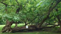 Innsbruck, Hofgarten, alter Baum