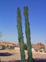 Assuan, Kakteen am Philae Tempel