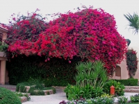 Hurghada, Hotel Ali Baba, Bougainvillea