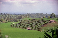 Bali, Resterrassen