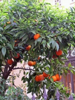Barcelona, Orangenbäumchen in der Passatge Permaneyer
