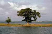 Amazonas während der Regenzeit nahe Santarém