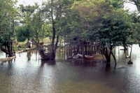 Amazonas während der Regenzeit nahe Santarém