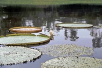 Seerosenblätter im Amazonas nahe Santarém