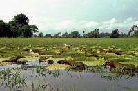 Seerosenblätter im Amazonas nahe Santarém