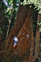 Ein Urwaldriese im Schutzgebiet 90 Km südlich Santarém