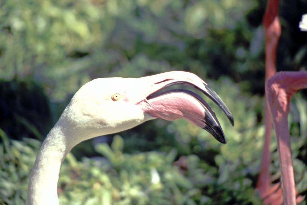 Iguazú Tierpark, Flamingo