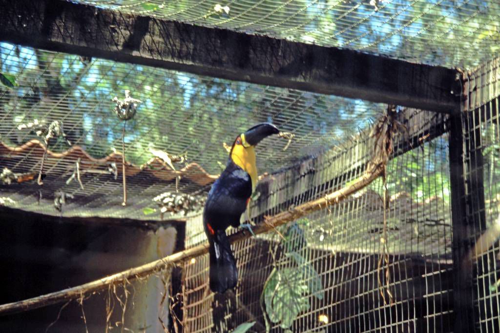 Iguazú Tierpark, Tucan