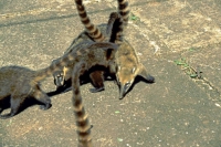 Iguazú Tierpark, Mungos