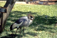 Iguazú Tierpark, Kraniche