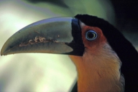 Iguazú Tierpark, Tucan