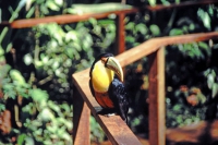 Iguazú Tierpark, Tucan