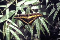 Iguazú Tierpark, Schmetterling