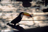 Iguazú Tierpark, Tucan