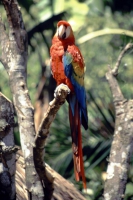 Iguazú, Roter Ara