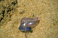 Praia do Forte, Strand, Portugiesische Galeerenqualle, giftig