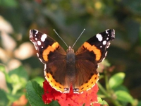 Schmetterling Im Großen Garten