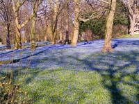 Scillablüte auf dem Friedhof am Lindener Berg