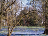 Scillablüte auf dem Friedhof am Lindener Berg