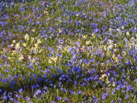 Scillablüte auf dem Friedhof am Lindener Berg