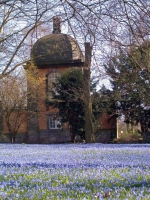 Scillablüte auf dem Friedhof am Lindener Berg