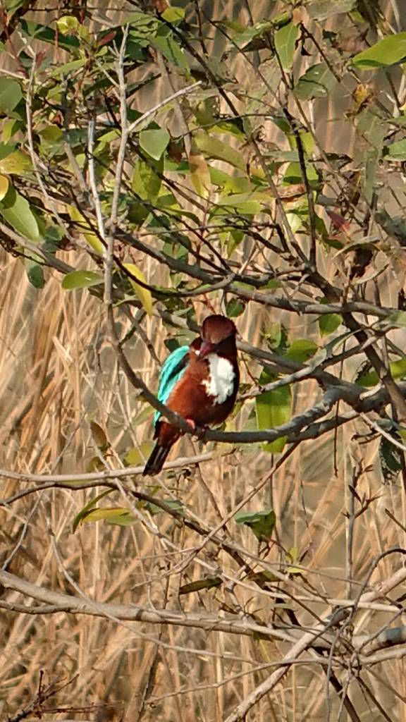 Bharatpur, Keoladeo-Nationalpark, Vogelschutzgebiet