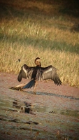 Bharatpur, Keoladeo-Nationalpark, Vogelschutzgebiet