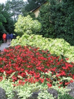 Stresa, Isola Madre, Garten im Palazzo Madre