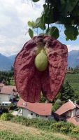 Meran, Schloss Trauttmansdorff mit botanischen Gärten