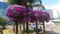 Cannes, Blumengebinde