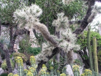 Monaco, Monte Carlo, im Botanischen Garten