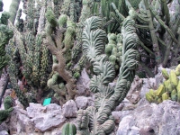 Monaco, Monte Carlo, im Botanischen Garten