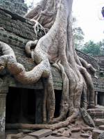 Siem Reap, Ta Phrom Tempel, Baumwurzeln