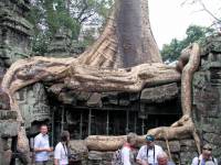 Siem Reap, Ta Phrom Tempel, Baumwurzeln