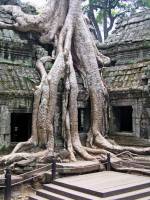 Siem Reap, Ta Phrom Tempel, Baumwurzeln