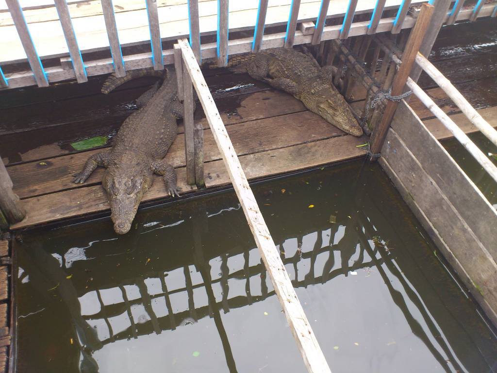 Siem Reap, Schwimmende Dörfer, Krokodile