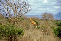Tsavo Nationalpark, Giraffe