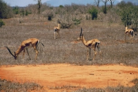 Tsavo Nationalpark, Gazelle