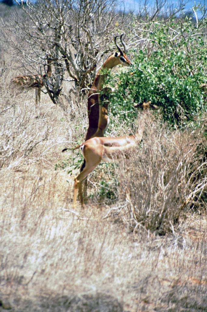 Tsavo Nationalpark, Antilope