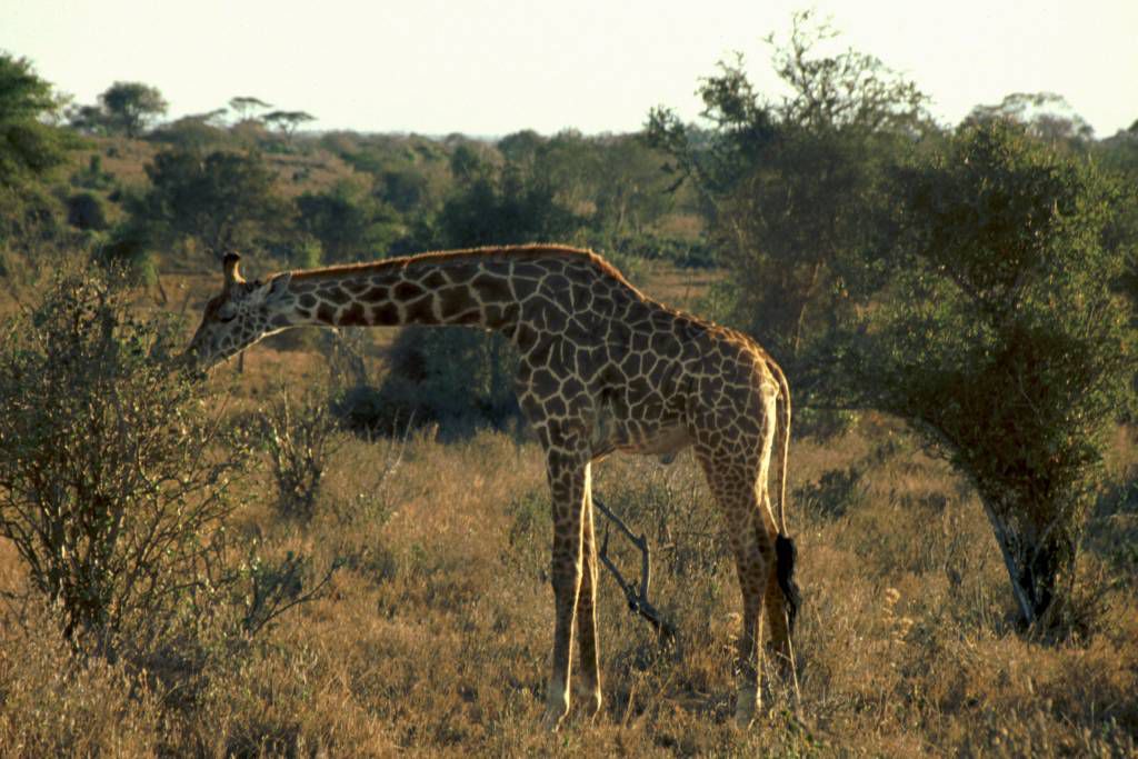 Taita Hills, Giraffe