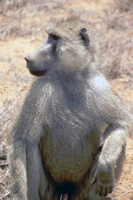 Tsavo Nationalpark, Affe