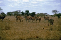 Tsavo Nationalpark, Zebras