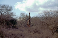 Taita Hills, Giraffe