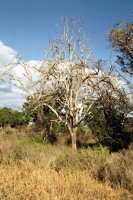 Taita Hills, Landschaft