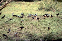 Amboseli Nationalpark, Kilamjaro Buffalo Lodge, Vögel