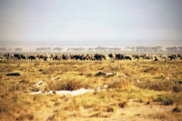Amboseli Nationalpark, Elefanten