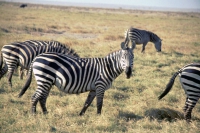 Amboseli Nationalpark, Zebras