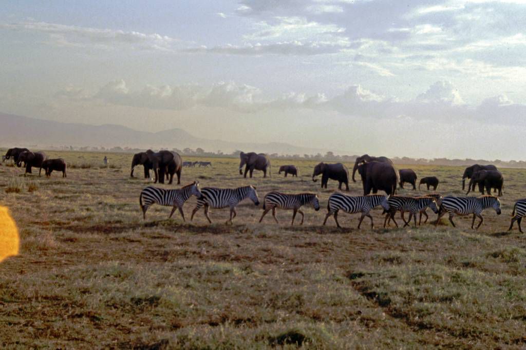 Amboseli Nationalpark, Zebras und Elefanten