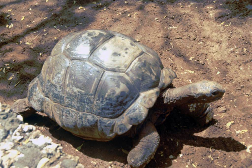 Mombasa, Nguuni Nature Sanctuary, Schildkröte