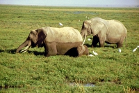 Amboseli Nationalpark, Elefanten